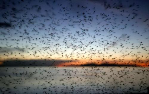 Nonbiting midges are pictured at Antelope Island on Monday. Shorebird survey volunteers noticed fewer bugs in the Great Salt Lake ecosystem during their August 2022 survey. (Photo: Kristin Murphy, Deseret News)